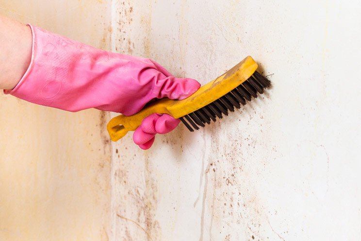 How-to-Get-Rid-of-Black-Mold.-Protect-Yourself.jpg