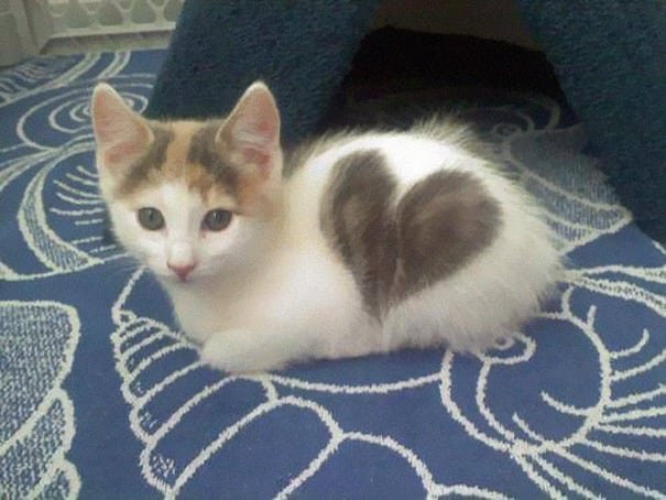 39 Chats Fous Avec Des Marques De Fourrure Uniques Comme Vous N En Avez Jamais Vu Auparavant Small Joys 39 Chats Fous Avec Des Marques De Fourrure Uniques Comme Vous N En Avez Jamais Vu Auparavant Small Joys