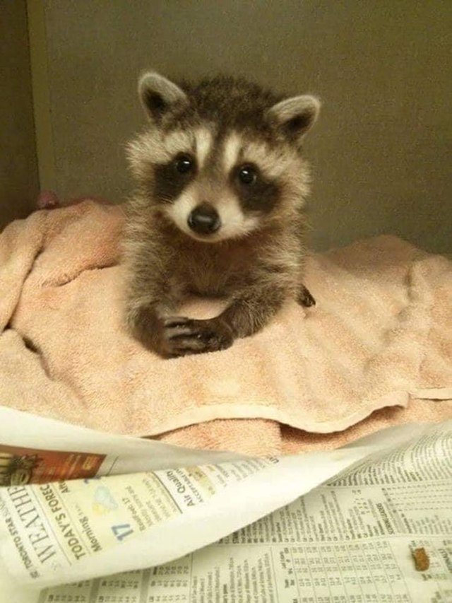 Baby racoon that looks very polite