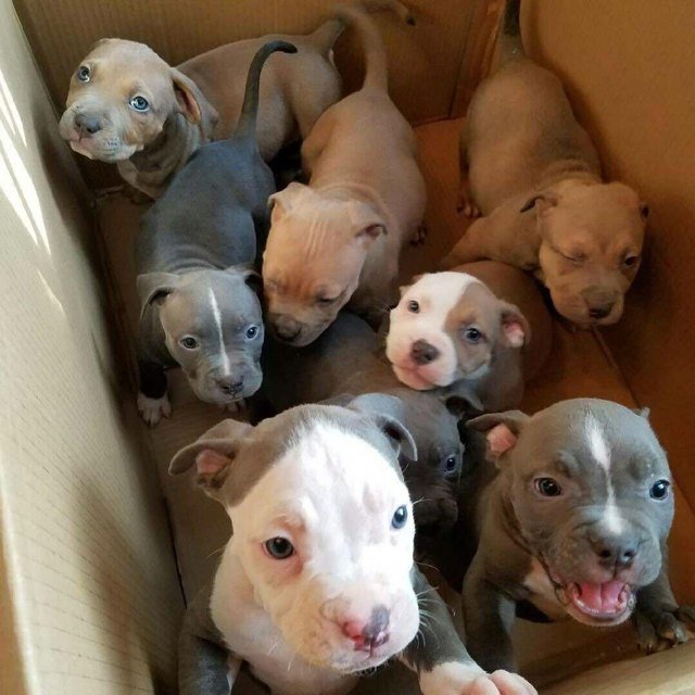 Box of pitbull babies.