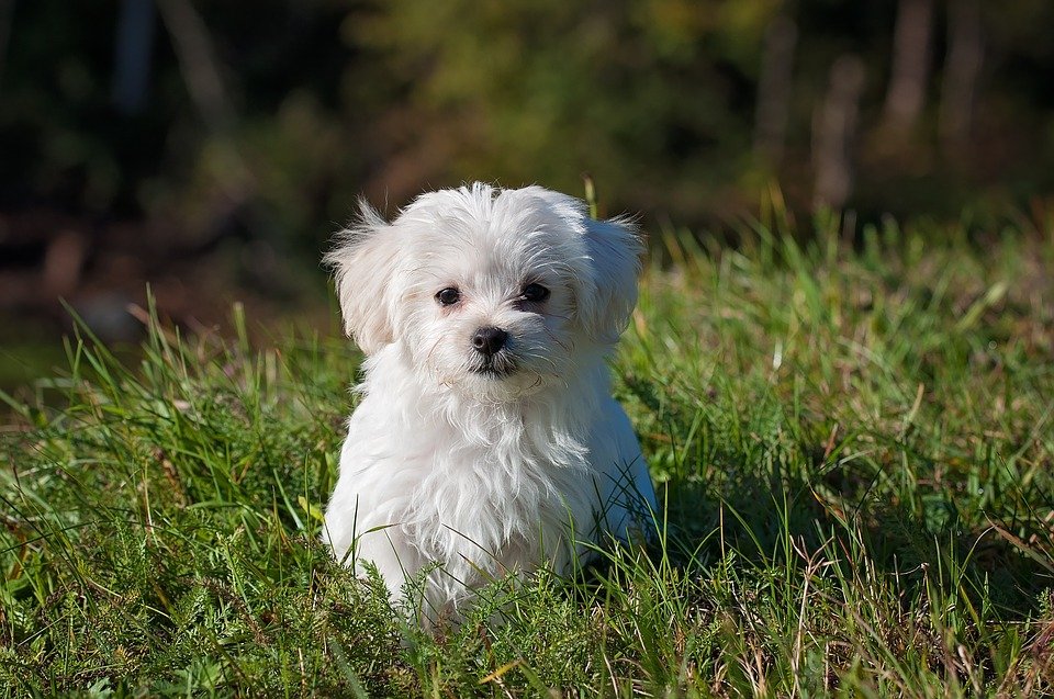 dog pixabayì ëí ì´ë¯¸ì§ ê²ìê²°ê³¼