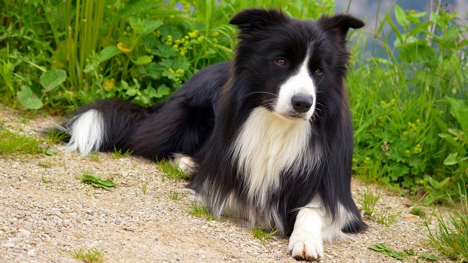 dog pixabayì ëí ì´ë¯¸ì§ ê²ìê²°ê³¼