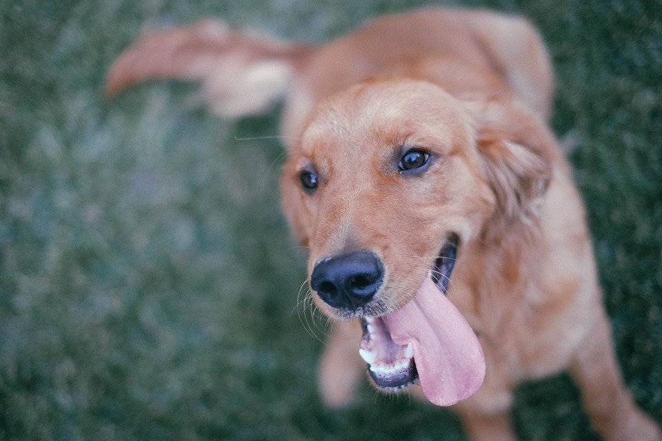 dog pixabayì ëí ì´ë¯¸ì§ ê²ìê²°ê³¼