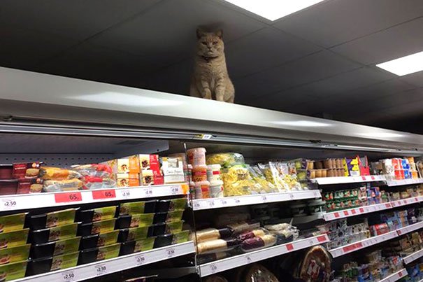 Khajiit Has Wares If You Have Coin Khajiit Has Wares If You Have Coin