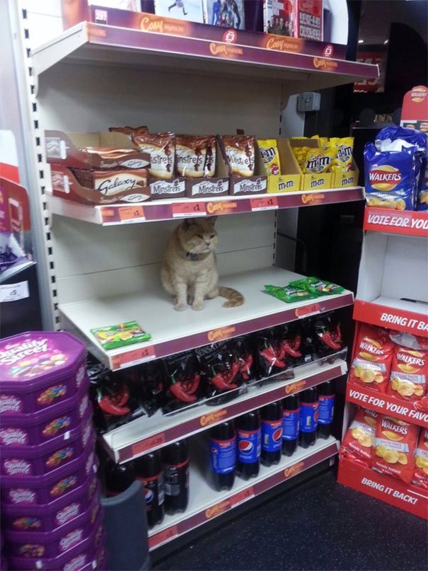 Security Tried To Get This Cat Out Of My Local Supermarket. Failed Security Tried To Get This Cat Out Of My Local Supermarket. Failed