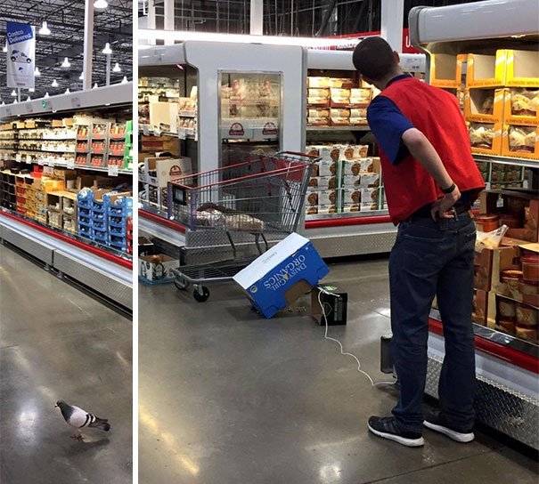 Costco Employee Silently Tries To Trap A Pigeon Costco Employee Silently Tries To Trap A Pigeon