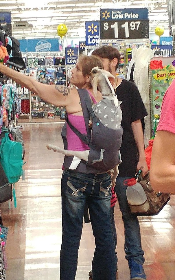 Girl Brings A Goat Into Store Girl Brings A Goat Into Store