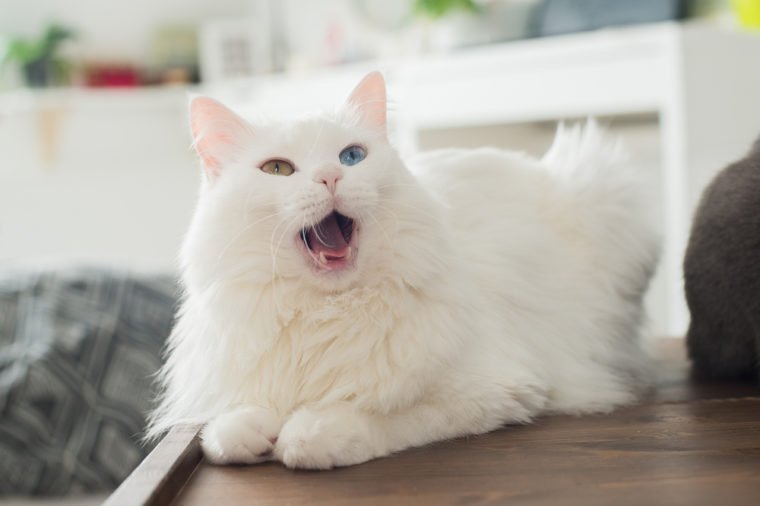 White fluffy cat with multicolored eyes sitting and meows