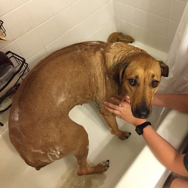 My dog really needed a bath. I suddenly felt like I was in a Sarah McLachlan commercial.