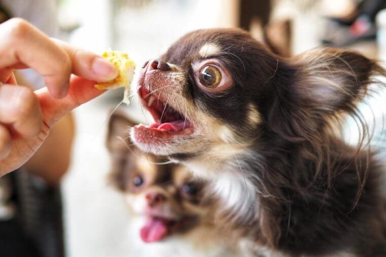 Defocus Brown colour of chihuahua dog breed eating human food. Look starving dog while human food is also harmful to them.