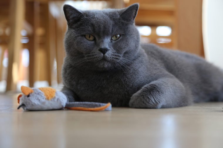 British shorthair cat lying on living room fllor with toy mouse, low angle view