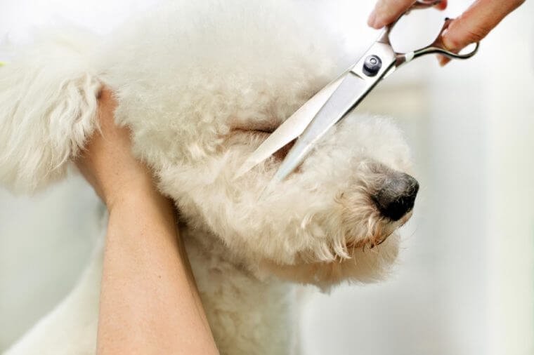 Groomer in a grooming salon trimming the long curly coat of a white dog with a pair of scissors cutting the hair on the nose between the eyes