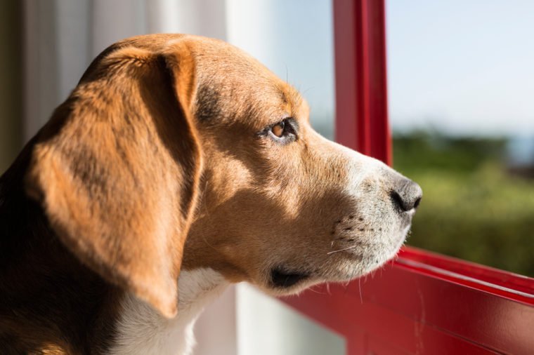 Chien de race Beagle dans une fenêtre