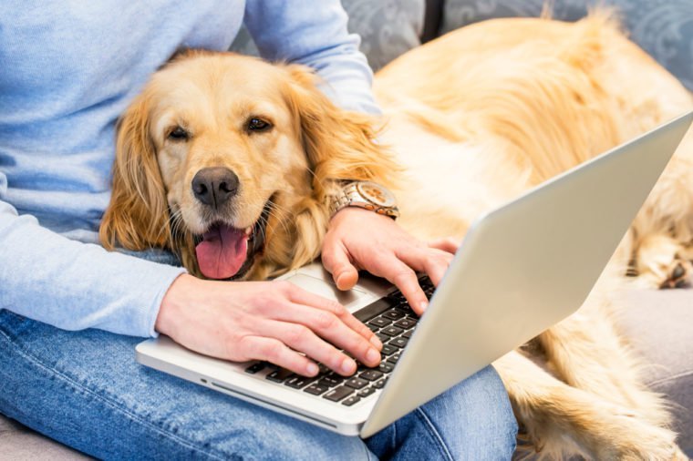 Woman typing on laptop while dog lays in her lap