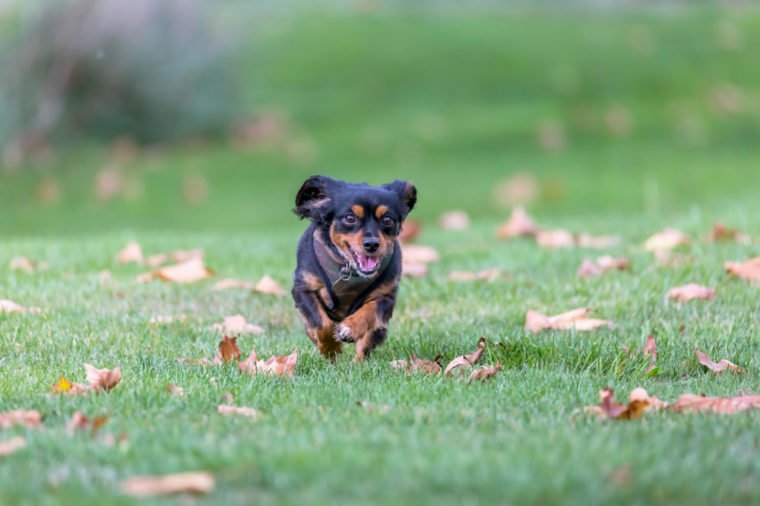 Small dog running in an off leash area enjoying the outdoors