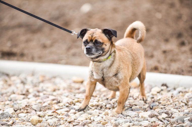 Medium-sized dog on a leash