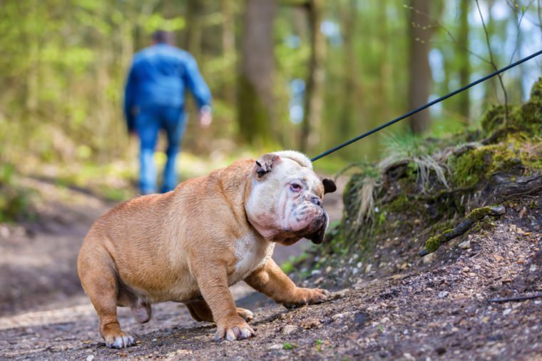 English Bulldog in the forest drags at a leash
