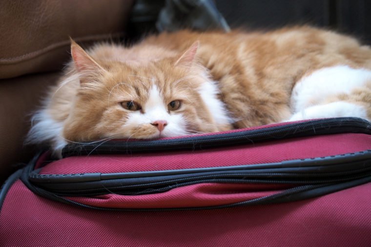 Close Up Portrait of Orange White Long Hair Bi-Color Traditional Doll Face Persian Cat with Orange Eyes Laying Down on Suitcase Looking Into Camera