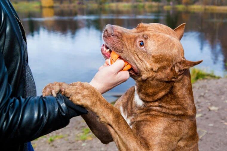 American Pit Bull Terrier takes the toy from the hand of man