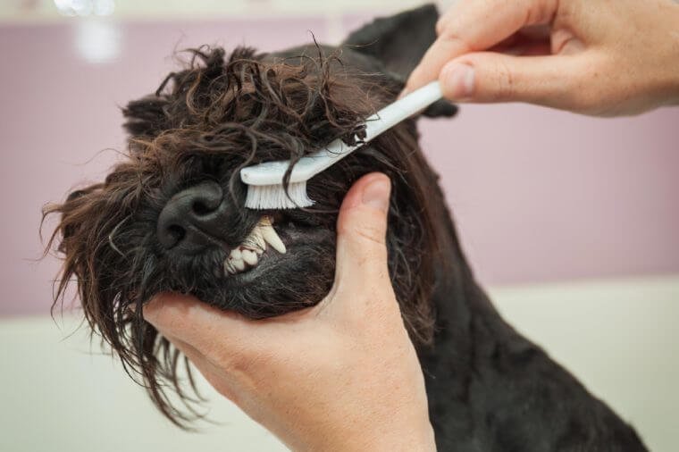 Miss cleans teeth dog observes hygiene and healthy lifestyle