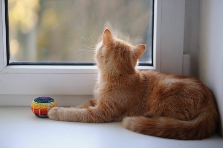 cat, window