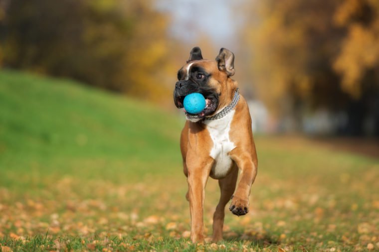 chien boxer allemand heureux jouant avec un ballon en automne