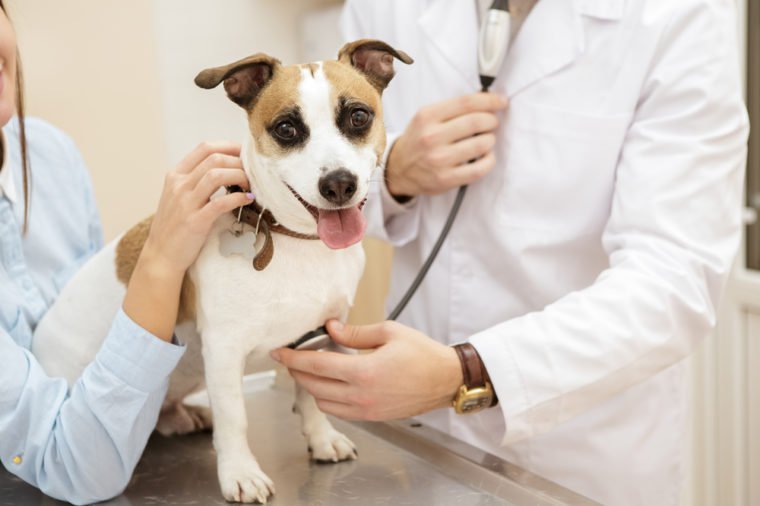 Fearless patient. Cropped closeup of a cute jack russel terrier looking to the camera while the vet is checking on his heartbeat with a stethoscope people animals care pets love medicine concept