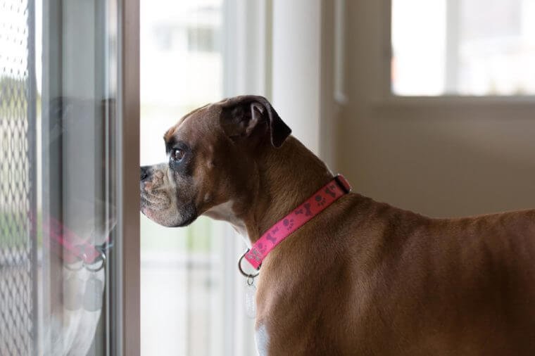 Purebred, female Boxer dog stands indoors, looking out the window, while dreaming about playing outside.