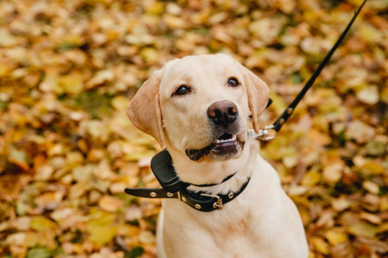 labrador Dog with Electric shock collar on outdoor.