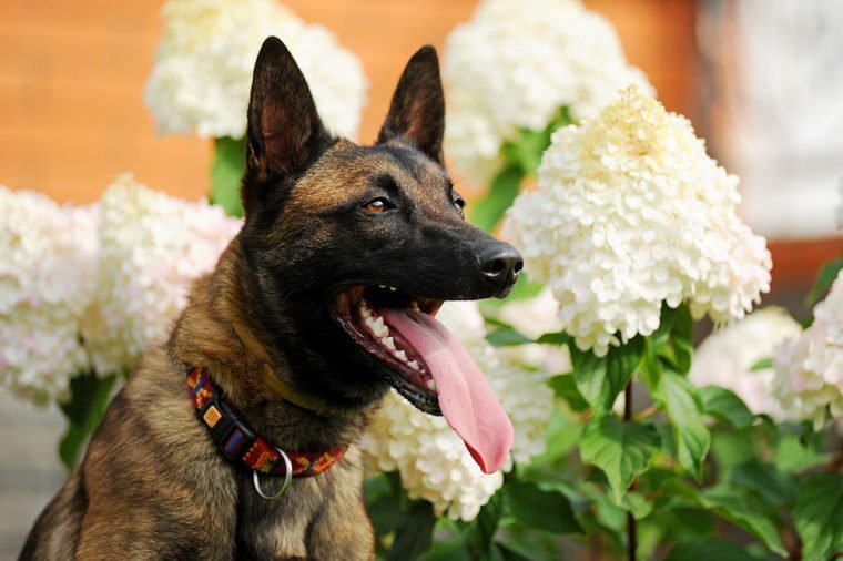 portrait d'un chien malinois en fleurs