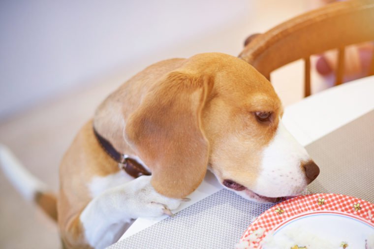 Smart dog eating from plate on table above top view