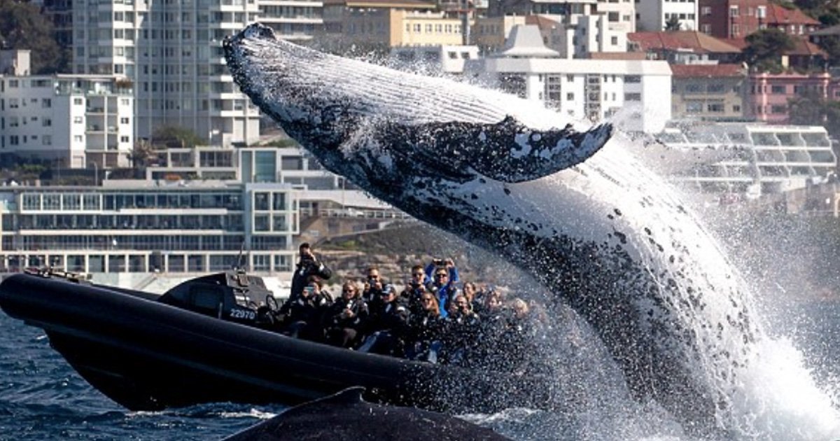 a 12.jpg?resize=1200,630 - Unbelievable Moment Giant Humpback Whale Leaps Out Of Water Just Few Feet From Boat Full Of Stunned Tourists