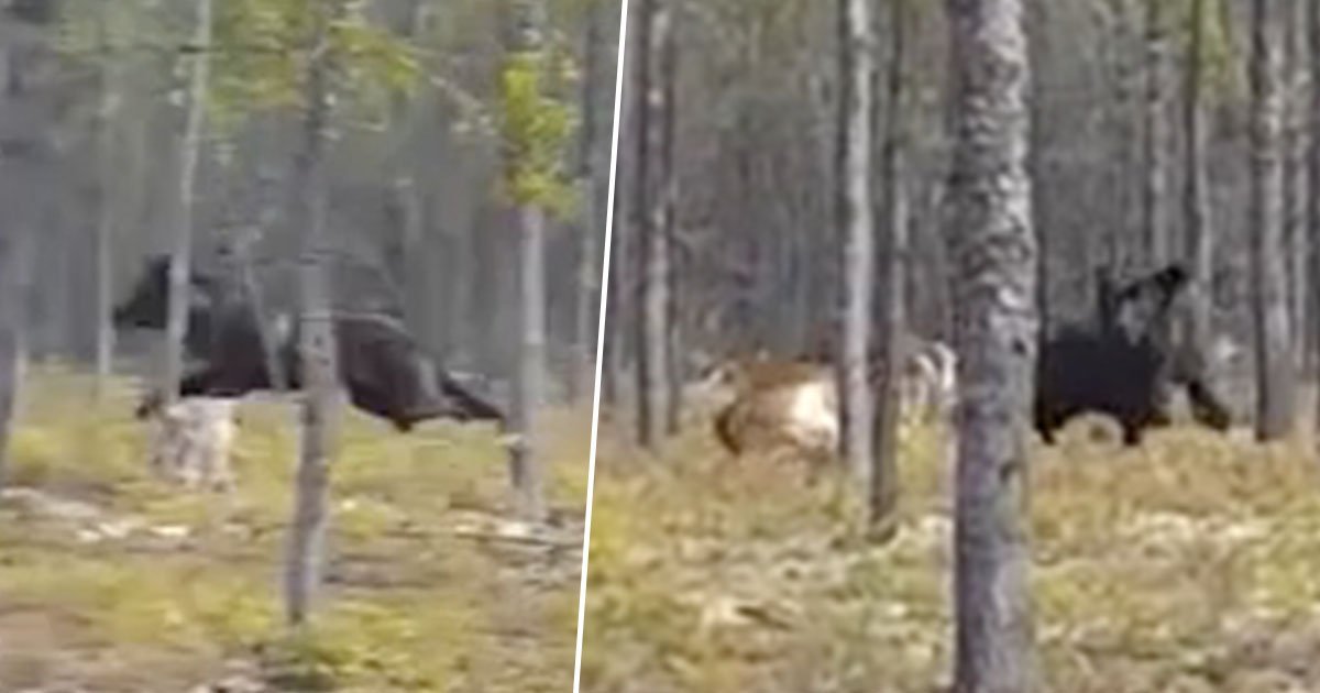 a 8.jpg?resize=412,232 - Giant 7ft Wolf Caught On Camera Chasing A Dog In Front Of The Owner