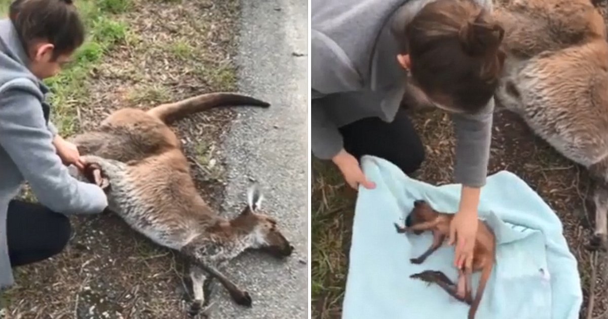 aag.jpg?resize=412,232 - Woman Saved Baby Kangaroo Stuck Inside Its Mother's Pouch