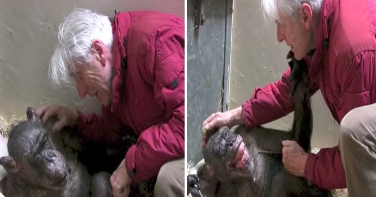 agsa.jpg?resize=1200,630 - Ce vieux chimpanzé de 59 ans a reçu la visite d'un vieil ami sur son lit de mort, et n'a pas pu contenir sa joie.