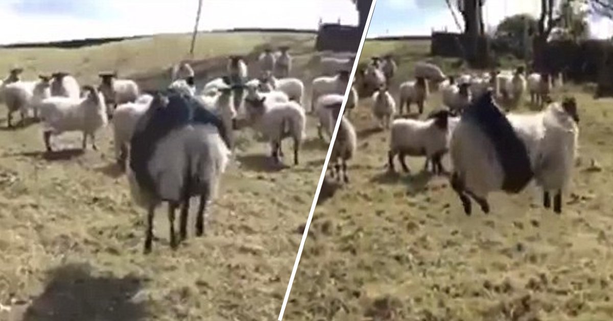 ahah.jpg?resize=412,275 - Ces moutons qui tentaient de s'échapper, ont été piégés dans une balançoire à pneus