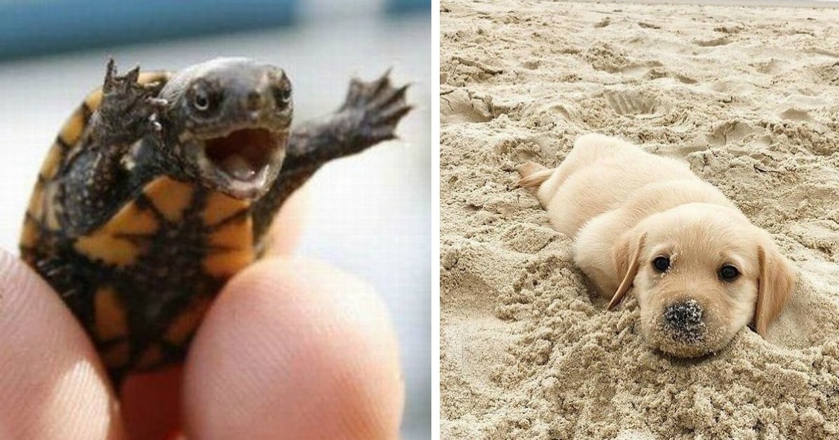 animals happy.jpg?resize=412,232 - 24 Animal Photos That Won’t Let Us Feel Sad