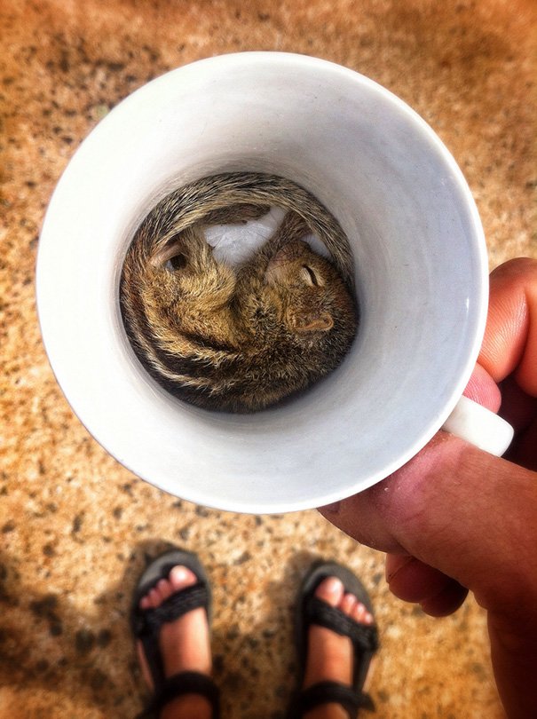 Squirrel Sleeping In A Cup
