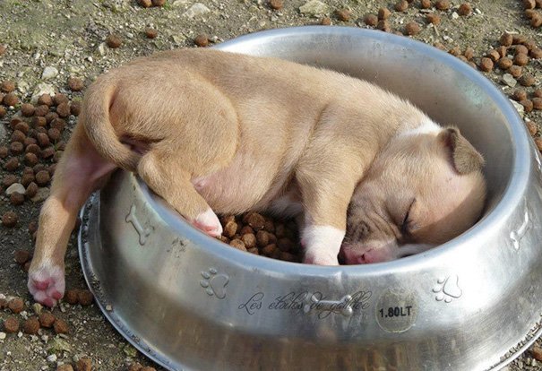 Puppy Sleeping In His Bowl