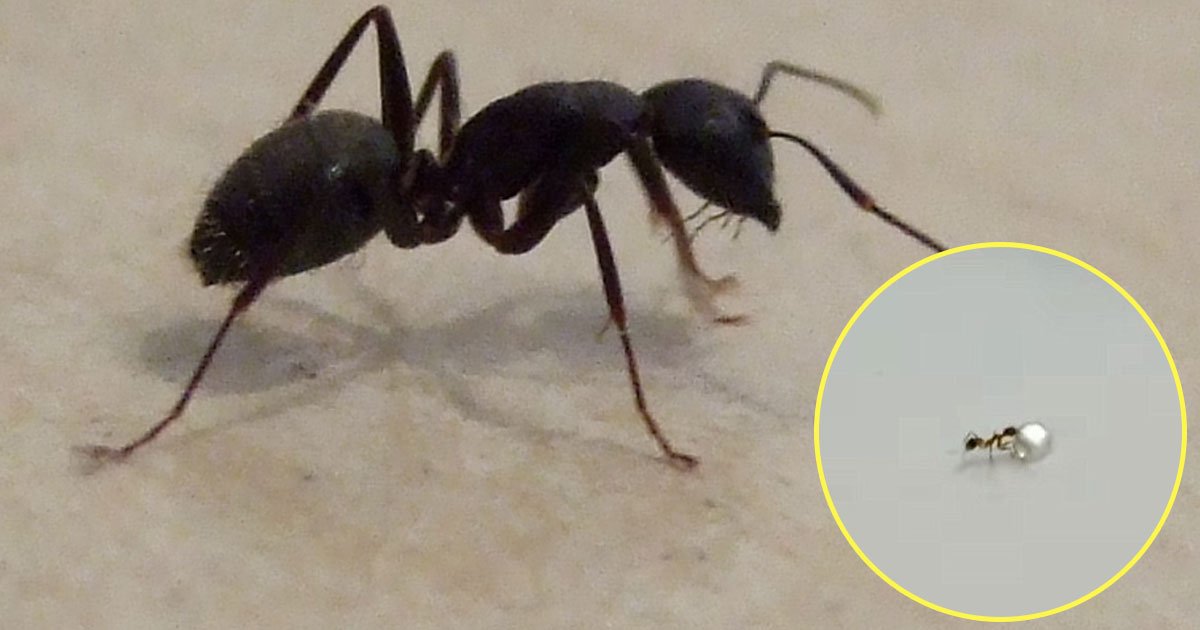 ant walk off with a diamond.jpg?resize=412,275 - Cette vidéo montre une fourmi qui s'enfuit d'une bijouterie avec un diamant