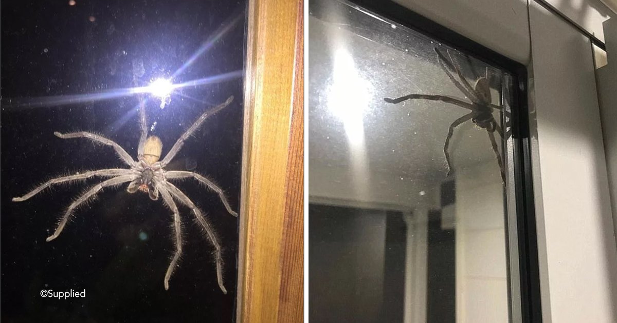 arab.jpg?resize=412,232 - La araña gigante australiana Huntsman es tan grande que asustó hasta a un gato