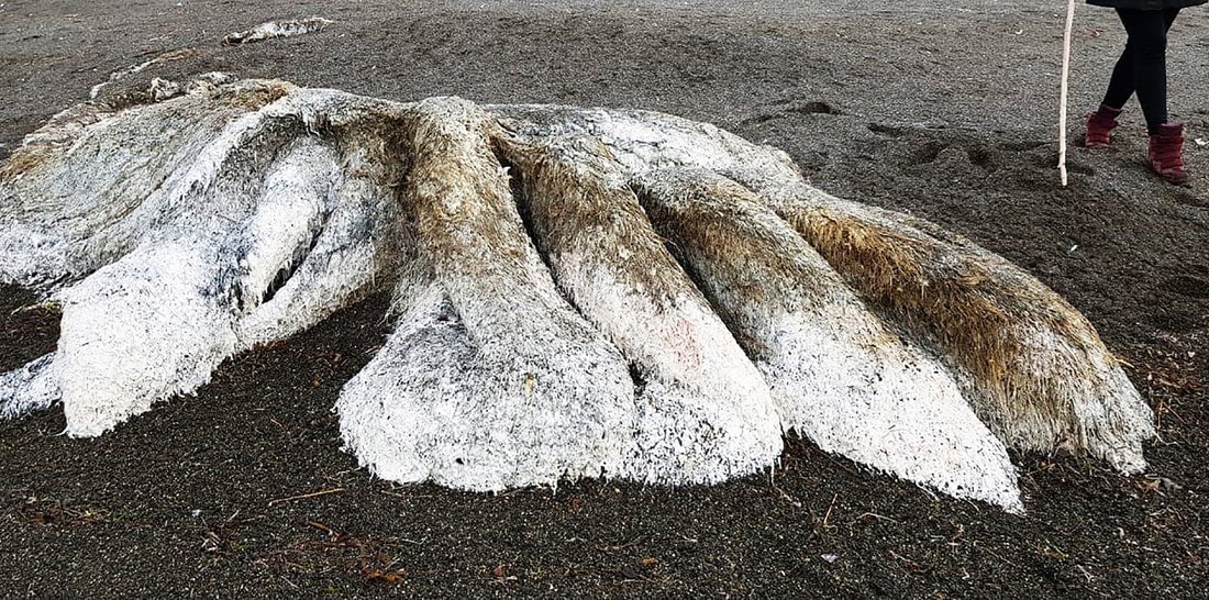 b3 6.jpg?resize=412,275 - Bizarra criatura marinha aparece em uma praia na Rússia e ninguém sabe dizer o que é