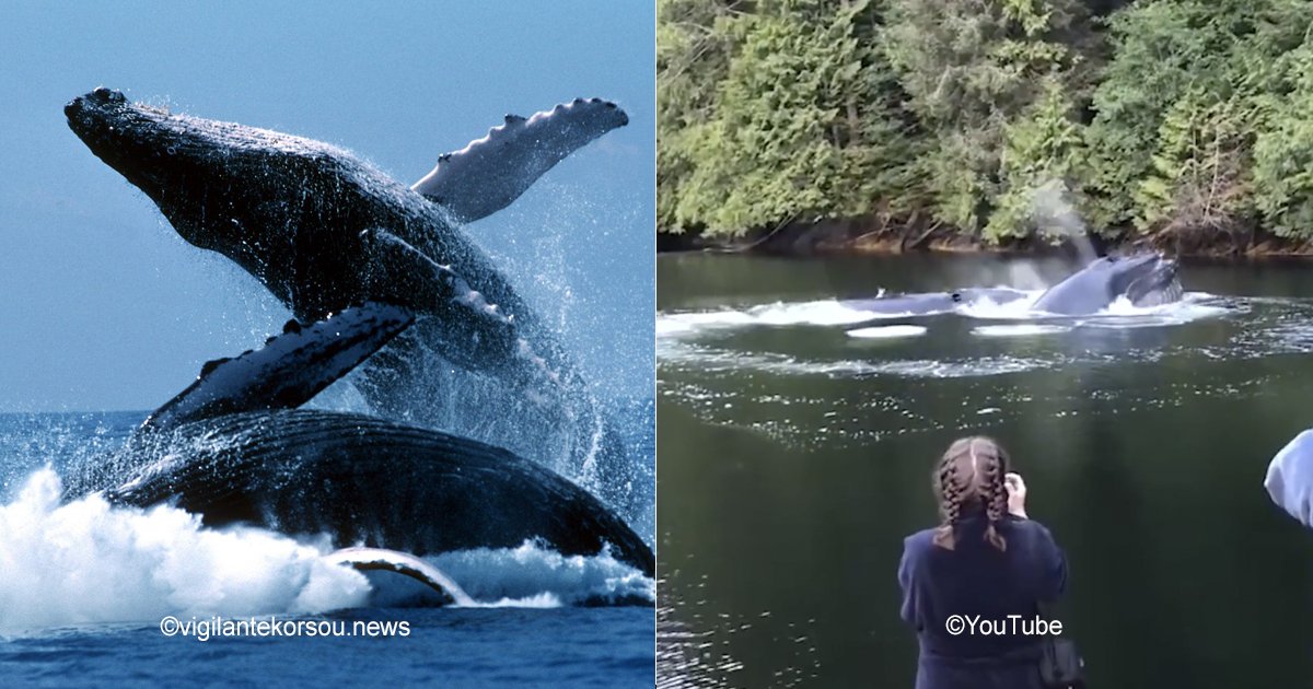 ballenas.jpg?resize=412,232 - Estás ballenas jorobadas asombraron a una familia por su espectacular aparición