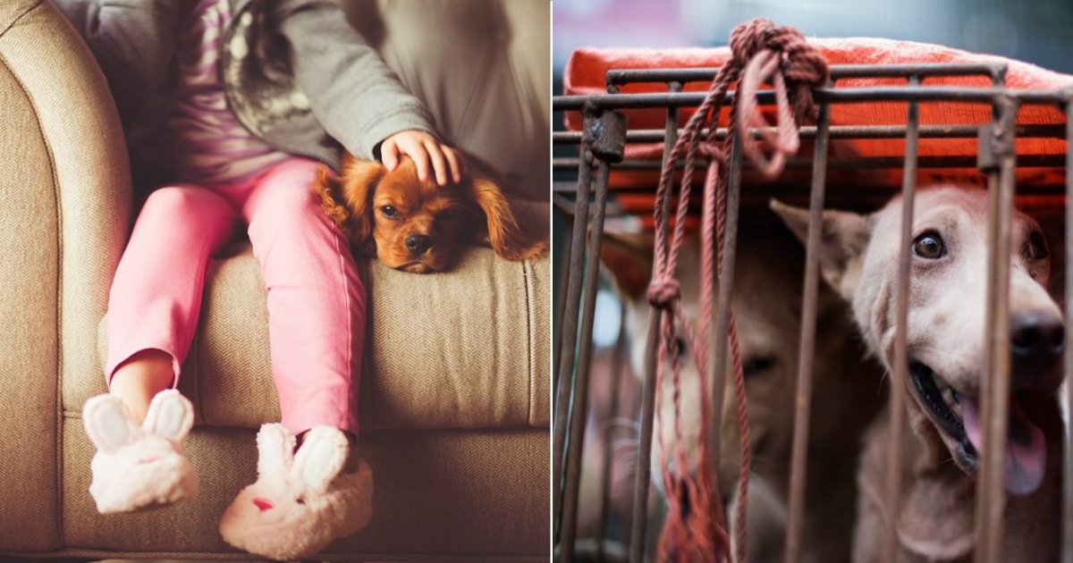 ban dog meat.jpg?resize=1200,630 - Des militants demandent au gouvernement d'interdire la consommation, l'importation et l'exportation de viande de chien en Grande-Bretagne