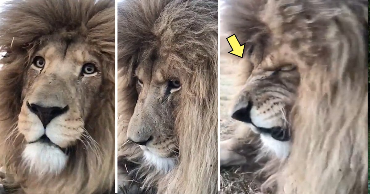 bbb 1.jpg?resize=1200,630 - Este corajoso fotógrafo posa ao lado de leão, no final do vídeo algo fofo acontece