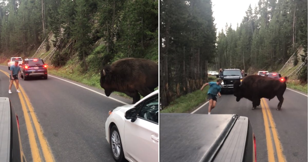 bison charge.jpg?resize=1200,630 - Un homme se fait volontairement charger par un bison au milieu de la circulation. Il a été arrêté pour harcèlement d'un animal sauvage au parc national de Yellowstone