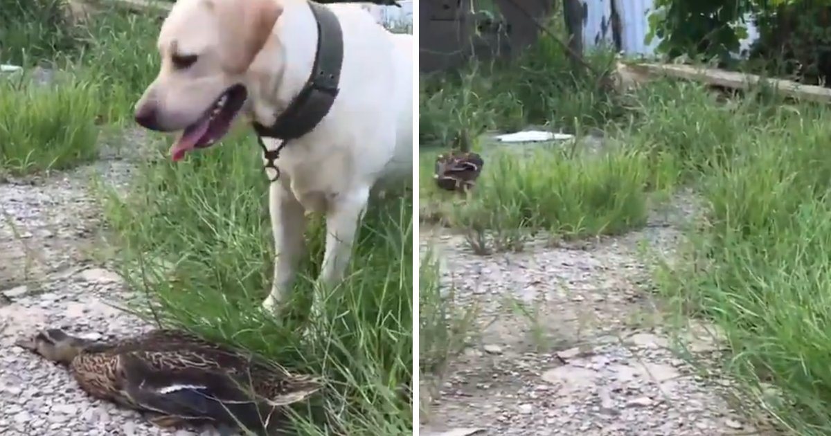 capa00000tf.png?resize=412,275 - Vídeo hilário mostra pato se fingindo de morto para não ser atacado por um cão