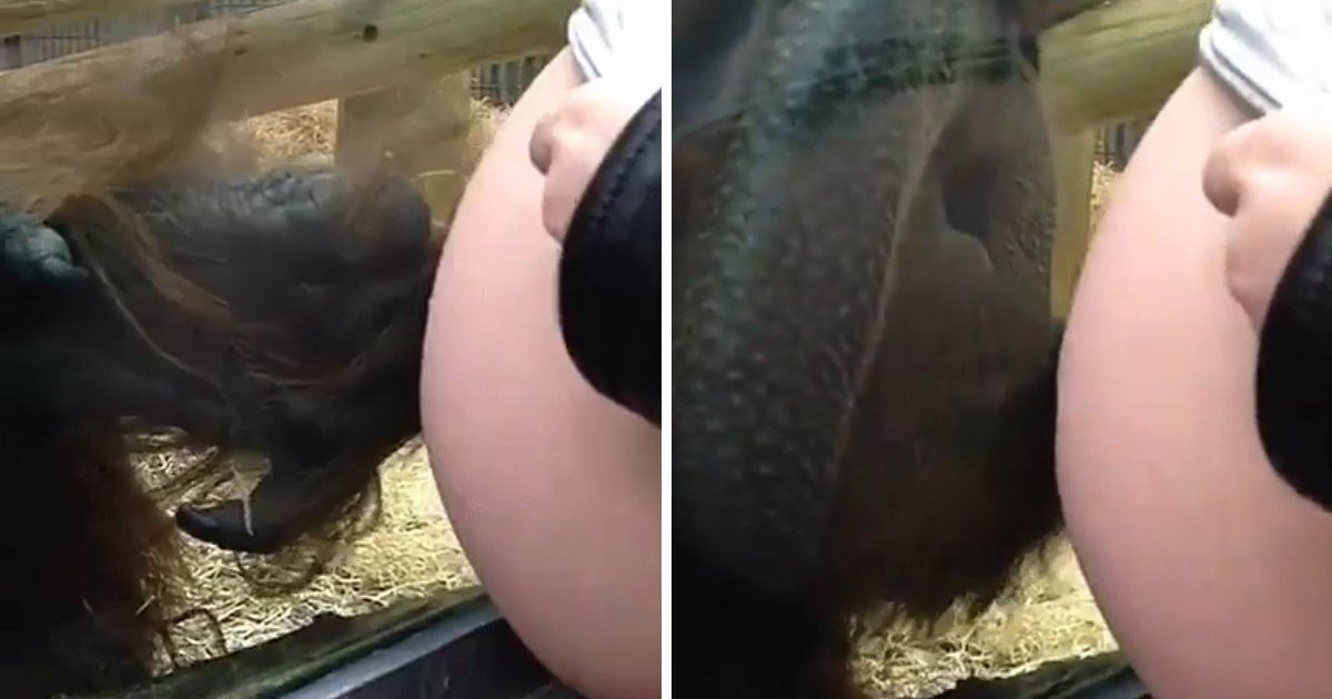 capa00000tfr.png?resize=1200,630 - Vídeo adorável mostra um macaco acariciando a barriga de uma grávida