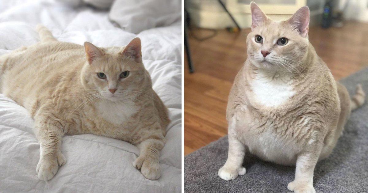 capa5 1.png?resize=1200,630 - Bronson é um gato de 15kg que está se esforçando para perder peso - E é uma estrela do Instagram