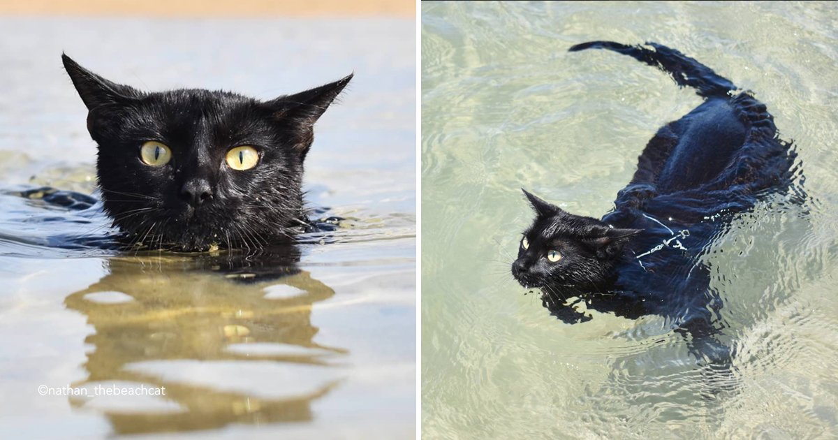 cat 2.jpg?resize=412,232 - Conoce a Nathan, el gato al que le gusta nadar en el océano